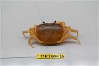 藏品(屏東澤蟹)的圖片